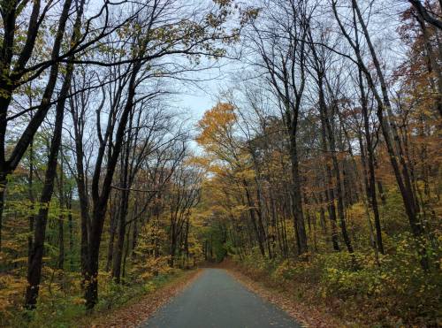 A serene road lined with trees displaying autumn foliage in shades of yellow and orange.