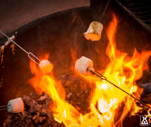 Marshmallows roasting over an open fire, with flames and glowing embers in the background.