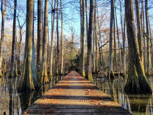 A wooden walkway stretches through a serene swamp, surrounded by tall trees and calm water under a clear blue sky.