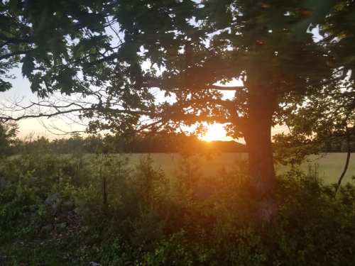 Sunset behind a tree, casting warm light over a grassy field, with lush greenery framing the scene.