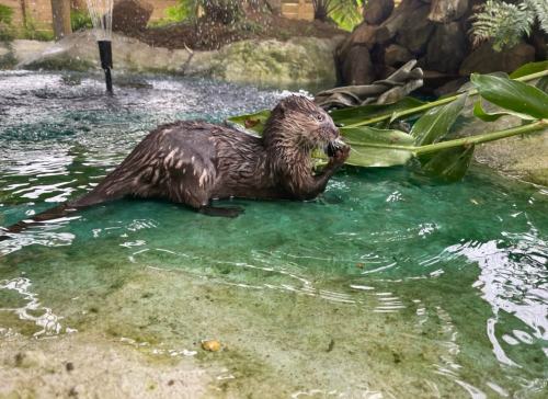 A playful otter swims in a clear pool, holding a leafy branch in its paws. Water splashes around it.