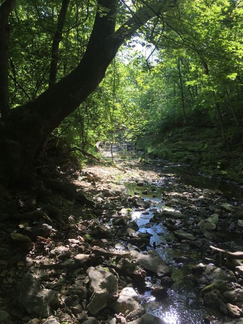 A serene forest scene with a rocky stream, surrounded by lush green trees and dappled sunlight.