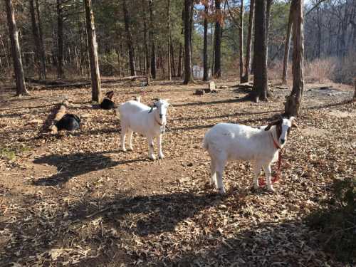 Two white goats with leashes stand in a wooded area, surrounded by trees and fallen leaves.