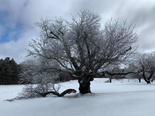 A large, frost-covered tree stands in a snowy landscape under a cloudy sky.