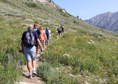 A group of hikers walking along a trail through a vibrant, flower-filled landscape with mountains in the background.