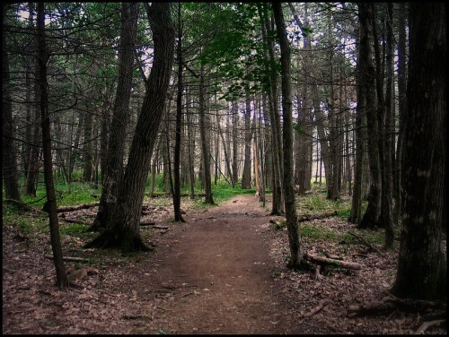 A serene forest path winding through tall trees, with dappled light filtering through the leaves.