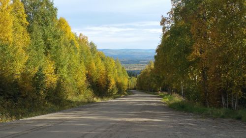 A dirt road lined with vibrant autumn trees, leading into a distant mountainous landscape under a cloudy sky.