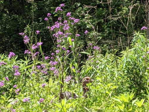 A lush green area filled with tall plants and vibrant purple flowers, surrounded by dense foliage.