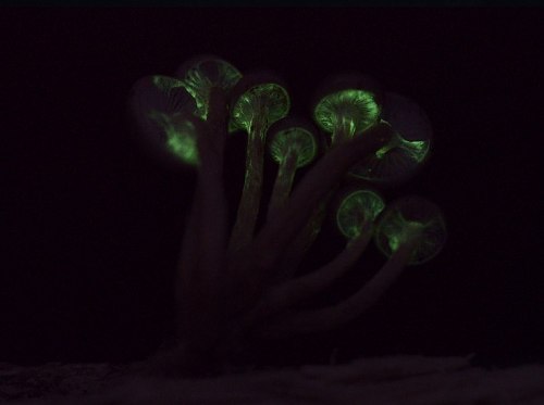 Glowing mushrooms with translucent caps, illuminated against a dark background.