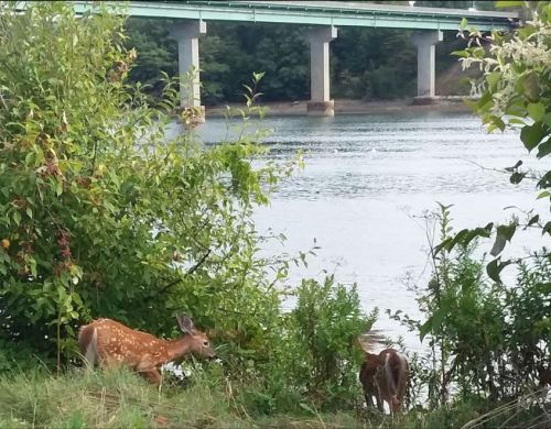 Two deer grazing near a riverbank, with a bridge visible in the background surrounded by lush greenery.