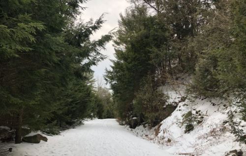 A snowy path surrounded by tall evergreen trees, leading into a serene, wintery landscape.