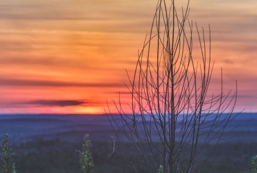 Silhouette of a bare tree against a vibrant sunset over a distant landscape.