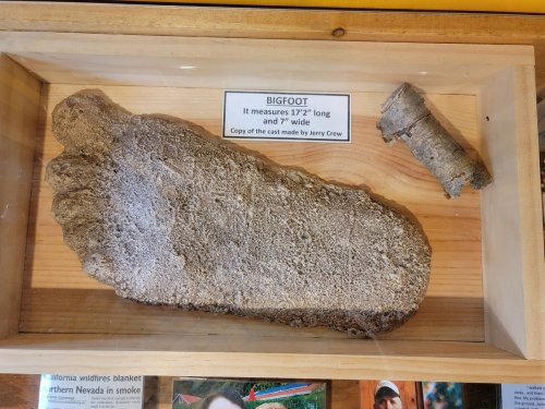 A display case containing a large cast of a Bigfoot footprint and a smaller piece, labeled with measurements.