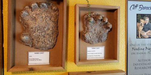 Two hand casts displayed in wooden frames on a wall, labeled with information about their origins.