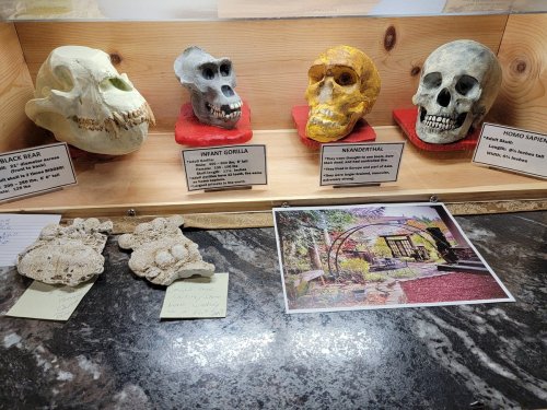 Display of animal skulls, including a black bear, infant gorilla, Neanderthal, and modern human, on a wooden shelf.