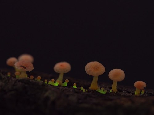 A close-up of small, glowing mushrooms on a dark background, showcasing their delicate shapes and colors.
