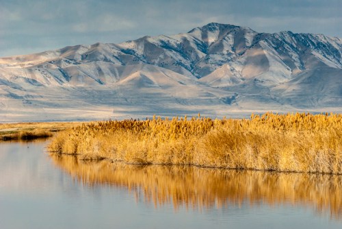 A serene landscape featuring a calm water body, golden reeds, and snow-capped mountains in the background.