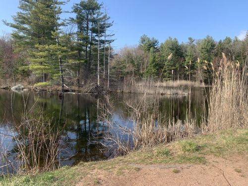 A serene pond surrounded by trees and tall grasses under a clear blue sky.