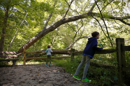 Two children explore a wooded area, leaning against a wooden fence, surrounded by lush green trees and fallen leaves.