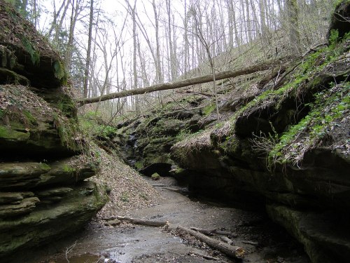 A narrow canyon with rocky walls, a fallen tree, and sparse greenery, surrounded by bare trees in a tranquil setting.