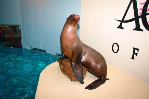 A sea lion perched on a rock near a pool, with a sign in the background that reads "Aquarium of."