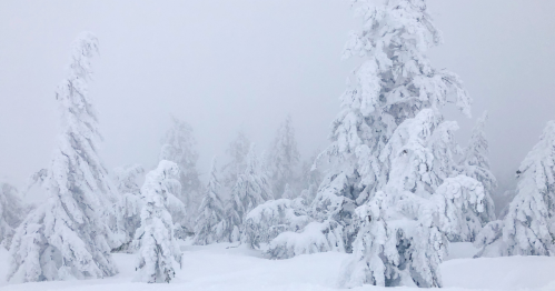 A snowy landscape with tall trees covered in thick white snow, shrouded in fog.