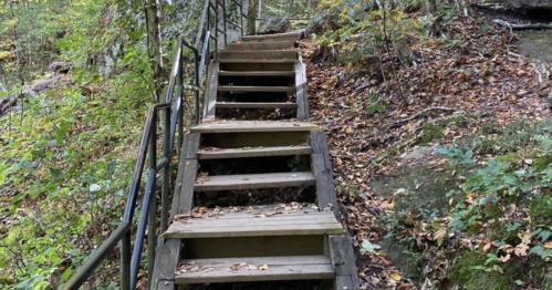 Wooden stairs surrounded by greenery and fallen leaves, leading up through a forested area.