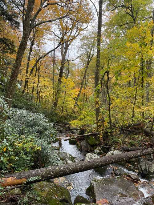 A serene forest scene with autumn foliage, a small stream, and fallen logs among vibrant trees.