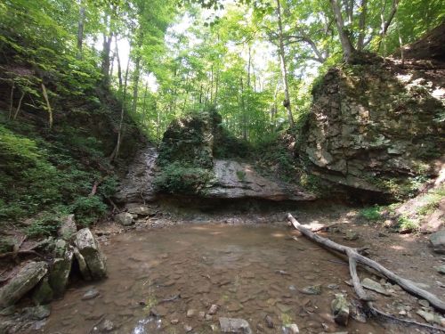 A serene forest scene featuring a rocky outcrop beside a calm stream, surrounded by lush green trees.