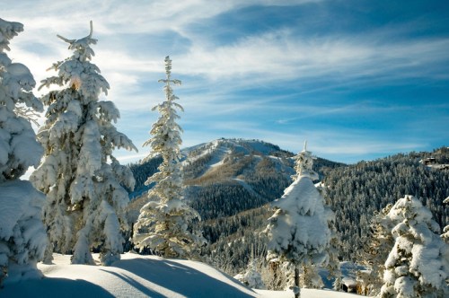 Snow-covered trees in a winter landscape with a mountain in the background under a clear blue sky.