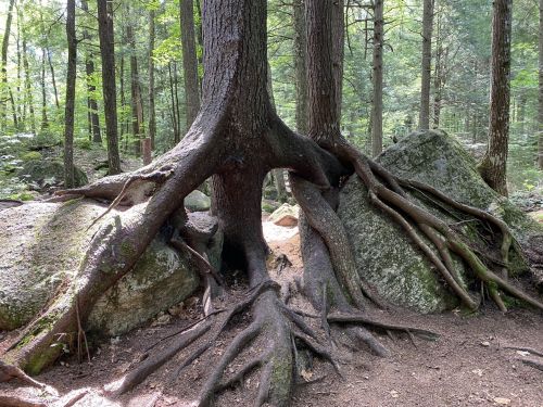 A tree with exposed roots growing around large rocks in a lush forest setting.