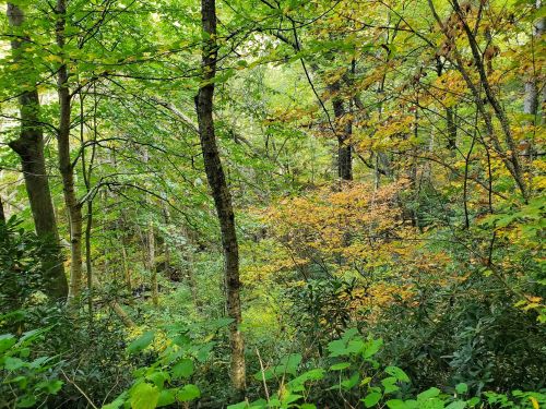 Lush green forest with trees and vibrant autumn foliage peeking through dense undergrowth.