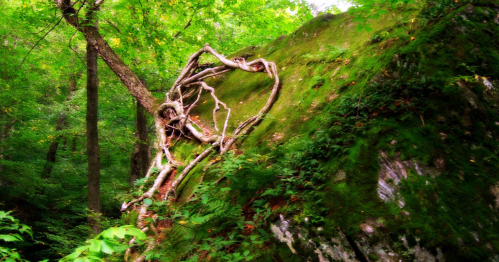 A moss-covered rock in a lush forest, with twisted tree roots forming a heart shape against the greenery.