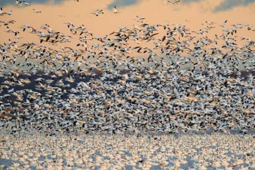 A large flock of birds takes flight over a shimmering body of water at sunset, creating a dynamic, swirling pattern.