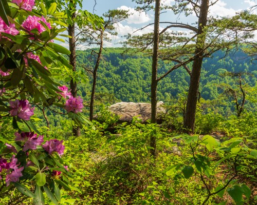 A scenic view of a lush green valley framed by trees and blooming pink flowers under a bright blue sky.