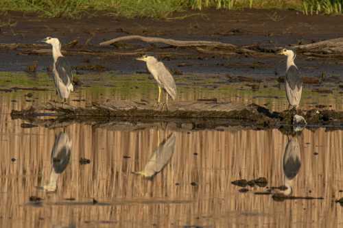 Three herons stand on a log in a wetland, reflecting in the calm water, surrounded by tall grasses.