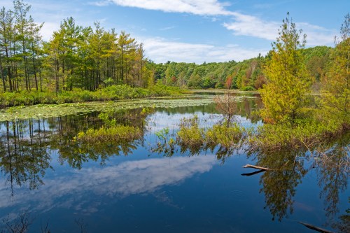 A serene landscape featuring a calm pond surrounded by lush greenery and trees, reflecting the blue sky and clouds.