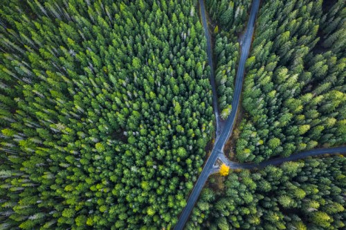 Aerial view of a dense green forest with a winding road intersecting through the trees.