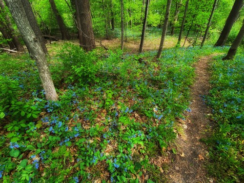 A serene forest scene with a winding path surrounded by vibrant green trees and a carpet of blue flowers.
