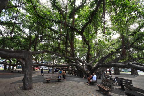 A large, leafy tree with sprawling branches provides shade over benches and people sitting in a park setting.