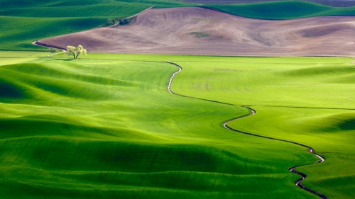 Vibrant green rolling hills with a winding stream and a solitary tree against a backdrop of brown fields.