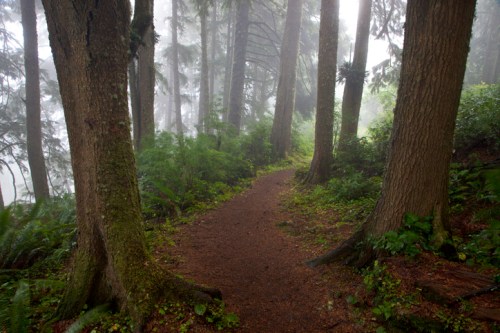 A misty forest path winding through tall trees and lush greenery, creating a serene and tranquil atmosphere.