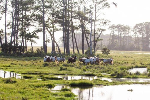 A group of horses grazing near a serene wetland, surrounded by trees and reflecting water under soft morning light.