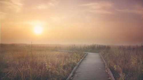 A wooden boardwalk leads through tall grass at sunrise, with a soft, misty atmosphere.