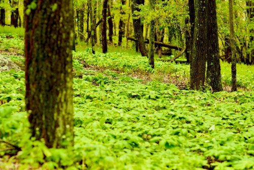 A lush forest scene with vibrant green foliage covering the ground and tall trees in the background.