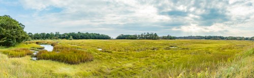 A panoramic view of a lush marshland with tall grasses, a winding stream, and a cloudy sky in the background.