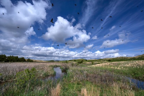 A serene landscape with a winding stream, tall grasses, and birds flying under a blue sky with fluffy clouds.