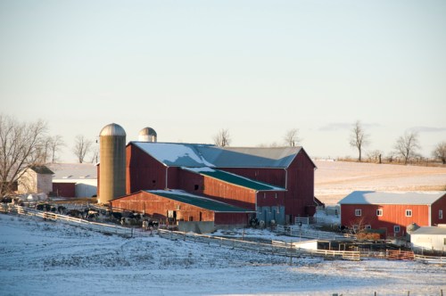 A snowy farm scene featuring red barns, silos, and a fenced area with livestock in a winter landscape.