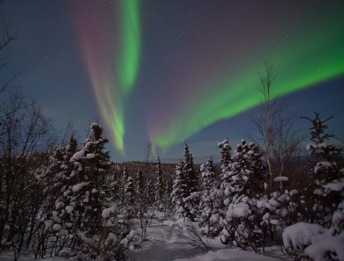 A snowy landscape with evergreen trees under a night sky illuminated by vibrant green and purple auroras.