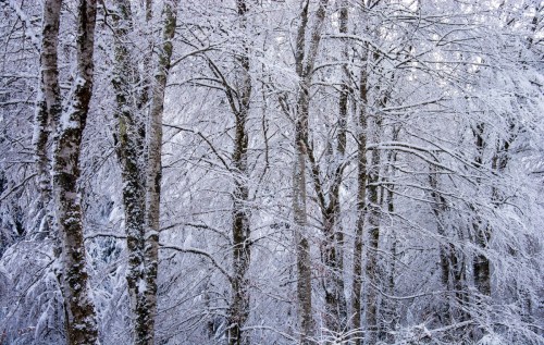 Snow-covered trees in a winter forest, creating a serene and tranquil white landscape.